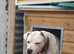 American bulldog female available