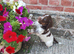 Cocker Spaniel Puppies