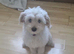 Girl Maltese/Bichon