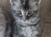 Exceptional GCCF maine coon black silver and torbie litter
