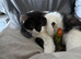 Bonded love birds for sale