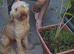 Mini Poodle
