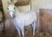Sec a colt yearling