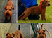 Lakeland terrier