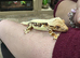 Crested Geckos for sale Standards and Lily Whites