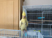 Handreared young cockatiel £60