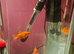 Swordtails for sale