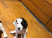 Clumber spaniel cross Jack Russell