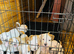 Puppies for sale