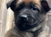 Belgian malinois puppy&rsquo;s