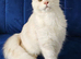 Maine Coon kitten Shaded