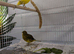 2026 fife canaries for sale