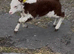 Minature Hereford heffer calf