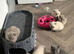 Last 2 British short hair kittens ready now