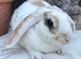 Young Mini Plush Lops - Hypoallergenic fur.