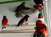 Red siskins