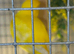 PAIR OF FIFE CANARY'S