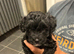 Gorgeous Schnoodle - LAST GIRL