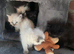 Beautiful Siberian kittens