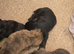 Shih-tzu x yorkie x Jacapoo puppies