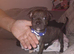 English mastiff cross staff