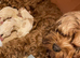 Two beautiful Cockapoo puppy’s for sale