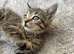 Two kittens left