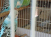 Budgies