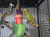 Ringneck