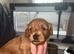 Beautiful cockapoo puppies for sale