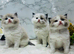 Full pedigree registered Ragdoll kittens