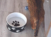 Savannah Tica SBTF5 Elton old needs a home