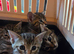 Tabby kittens