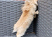 Lionhead cross mini lop 8 weeks old!