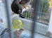 Two pairs of Zebra Finches