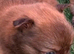 Puppies