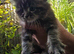 Fluffy Long Haired Mixed Breed Kittens - RESERVE