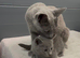 Pure Russian Blue kitten boy looking new home