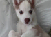 Last puppy left