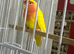 Litino love bird close rung very healthy and active