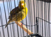 Fife Canaries for sale