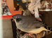 Finches available