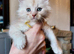 Stunning Tica Reg Maine Coon Kittens. Cream. Red. Tortie