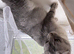 Reduces in price Scottish fold kittens
