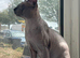 Sphinx cat