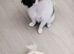 Japanese Chin puppies