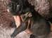 French bull dog cross old tyke English bulldog