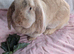 Bonded Pair of Female French Lop Rabbits