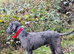 Bedlington terrier stud