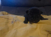 Last 2 DWKC Registered English Bulldog Girls - Chocolate Tan & Black Tri (£2,250 Each)